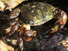 (Striped Shore Crab) top