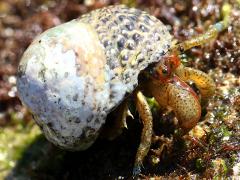 (Blueband Hermit Crab and Western Banded Tegula)