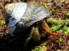 (Blueband Hermit Crab and Speckled Tegula)