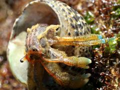 (Blueband Hermit Crab) emerging