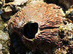 (Pink Volcano Barnacle) dorsal