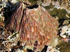 (Pink Volcano Barnacle) profile