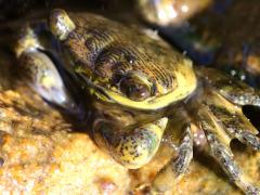 (Striped Shore Crab) face