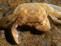 (Striped Shore Crab) male exoskeleton dorsal