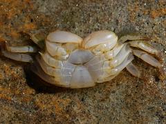 (Striped Shore Crab) male exoskeleton ventral