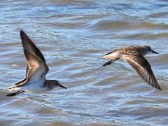(Semipalmated Sandpiper) pair flying