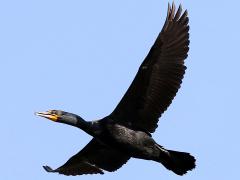 (Double-crested Cormorant) flying