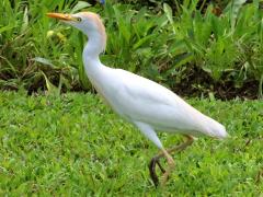 (Western Cattle Egret) walking