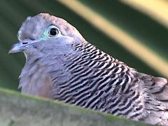 (Zebra Dove) perching