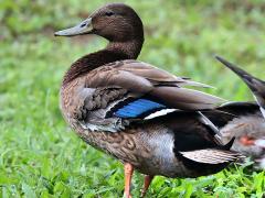 (Hawaiian Duck) standing