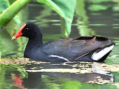 (Hawaiian Gallinule) swimming