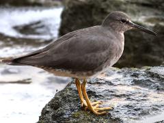 (Wandering Tattler) standing