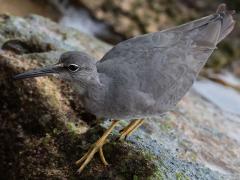 (Wandering Tattler) walking