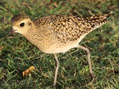 (Pacific Golden Plover) walking