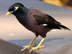 (Common Myna) standing