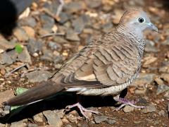 (Zebra Dove) walking