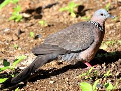 (Spotted Dove) standing