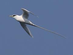 (White-tailed Tropicbird) flies flatstroke