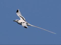 (White-tailed Tropicbird) glide flatstroke