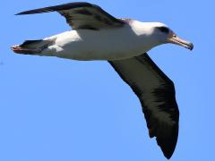 (Laysan Albatross) soaring