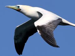 (Red-footed Booby) banking downstroke