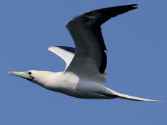 (Red-footed Booby) banking upstroke