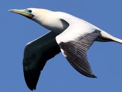 (Red-footed Booby) beating downstroke