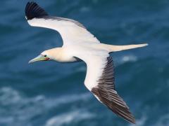 (Red-footed Booby) coasting dorsal