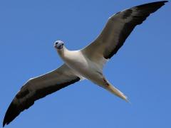 (Red-footed Booby) drifting ventral