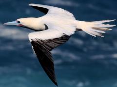 (Red-footed Booby) soaring dorsal