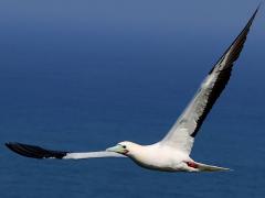 (Red-footed Booby) swooping frontal