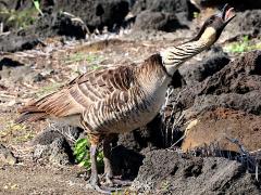 (Hawaiian Goose) calling