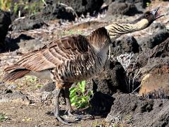 (Hawaiian Goose) honking