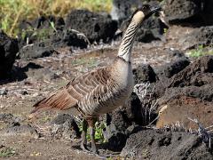 (Hawaiian Goose) standing