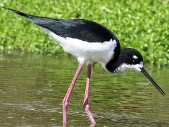 (Hawaiian Stilt) forages