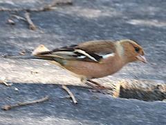 (Common Chaffinch) profile (Common Chaffinch) profile