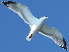 (Yellow-legged Gull) cruising (Yellow-legged Gull) cruising