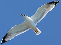 (Yellow-legged Gull) gliding (Yellow-legged Gull) gliding
