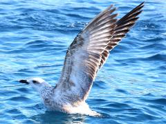 (Yellow-legged Gull) juvenile flaps (Yellow-legged Gull) juvenile flaps