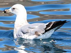 (Yellow-legged Gull) swimming (Yellow-legged Gull) swimming