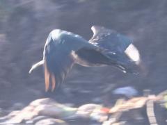 (Puna Ibis) flight (Puna Ibis) flight