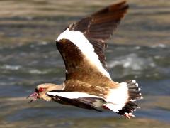 (Andean Lapwing) calling flight (Andean Lapwing) calling flight