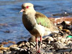 (Andean Lapwing) standing (Andean Lapwing) standing