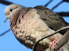 (Eared Dove) fluffed (Eared Dove) fluffed
