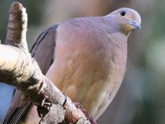 (Eared Dove) perching (Eared Dove) perching