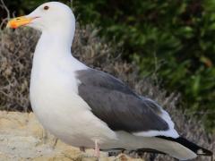 (Western Gull) standing