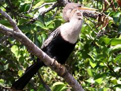 (Anhinga) female perching