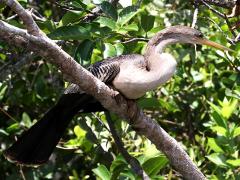 (Anhinga) female profile