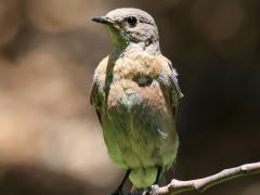 (Western Bluebird) female perching