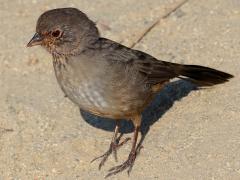 (California Towhee) standing